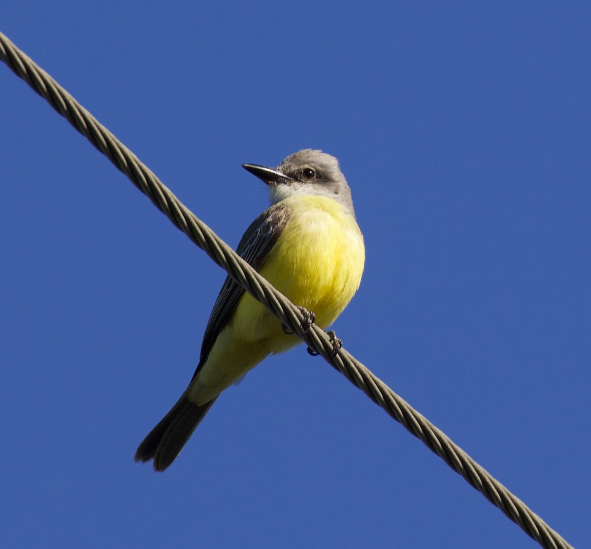 Tropical Kingbird - Everett Clark