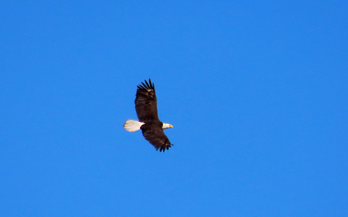 Bald Eagle - ML614107768