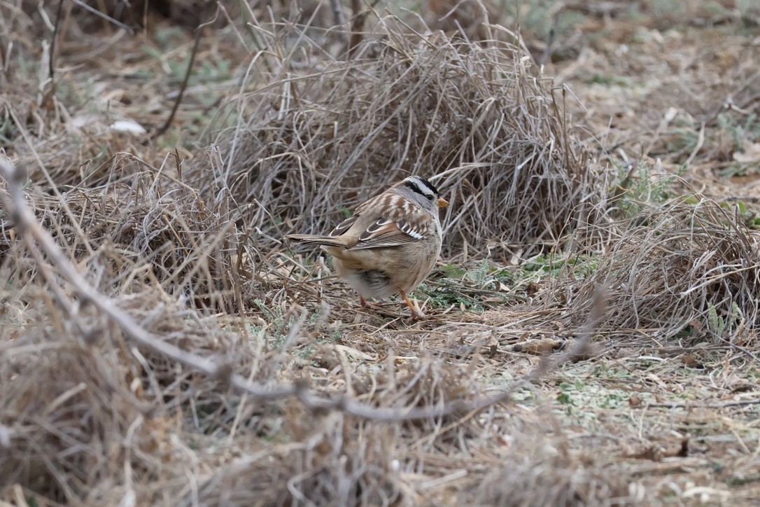 White-crowned Sparrow - CNM LadybirDARs