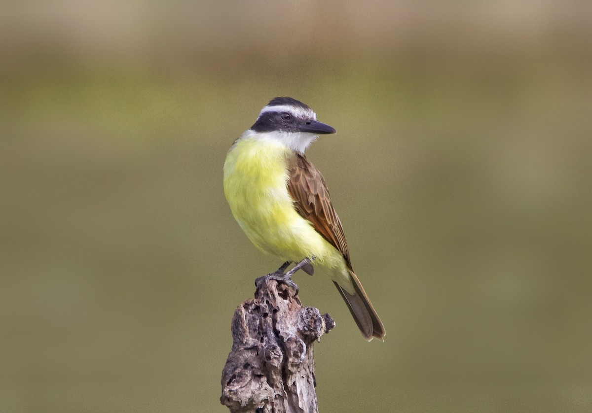 Great Kiskadee - ML614107812