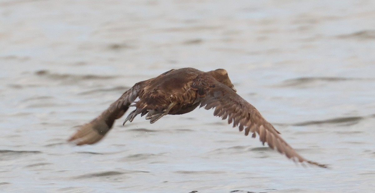 Common Eider - ML614107887