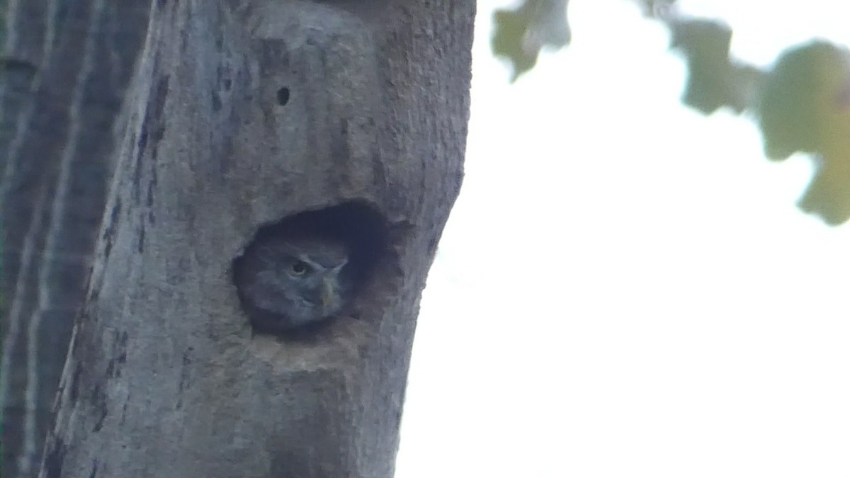 Ferruginous Pygmy-Owl - Roberto  Garrigues