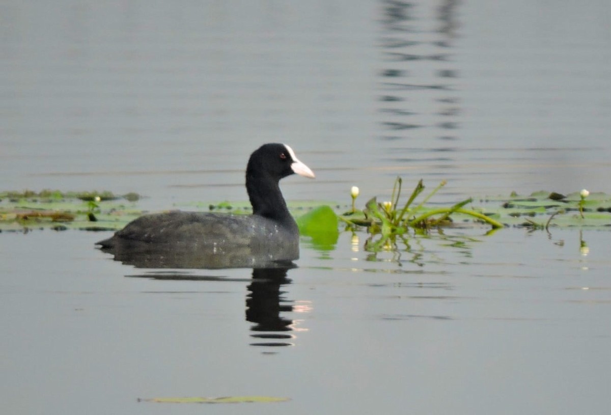 Eurasian Coot - ML614107995