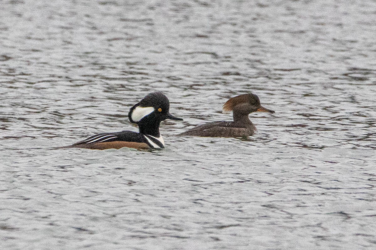 Hooded Merganser - ML614108016