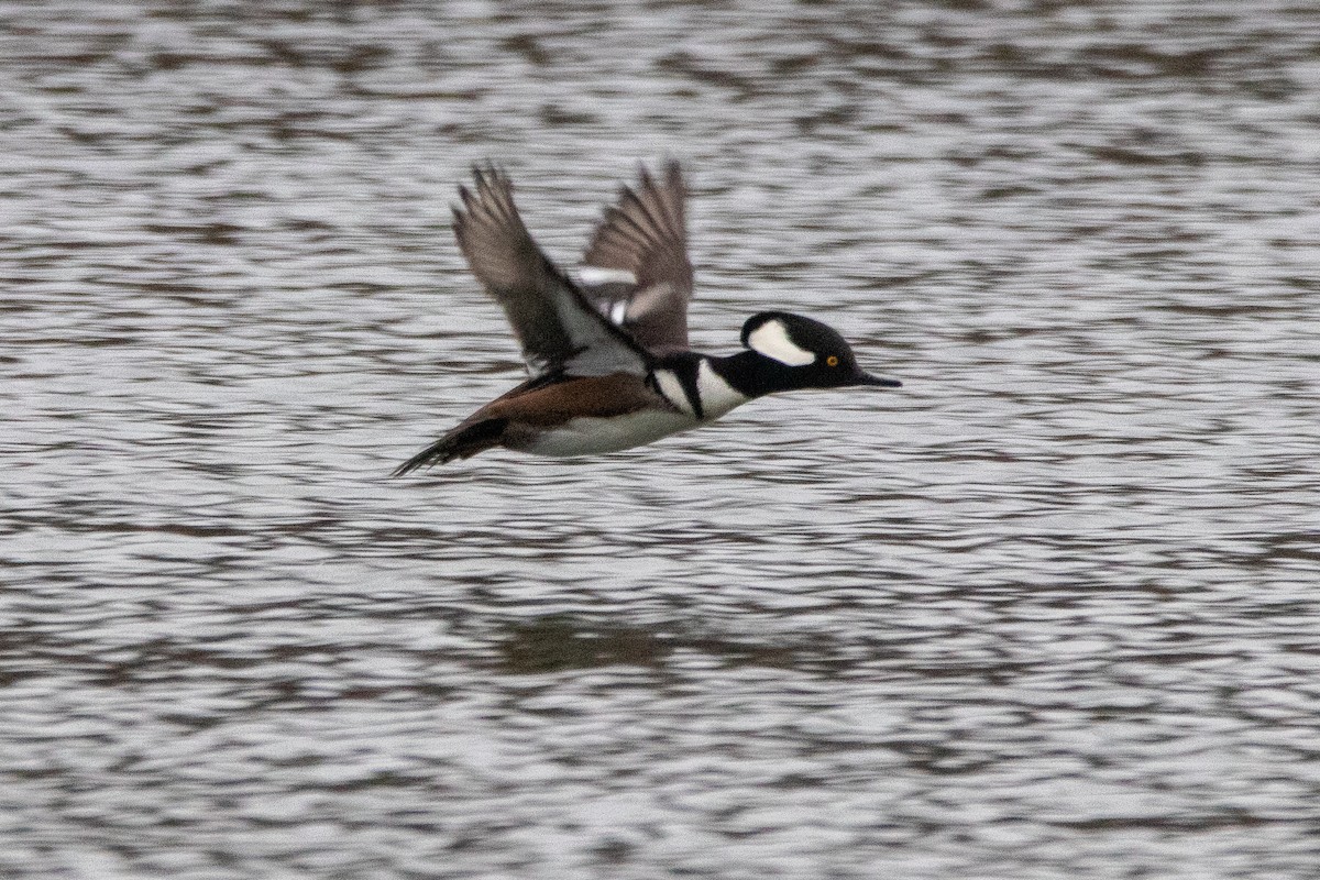 Hooded Merganser - ML614108018