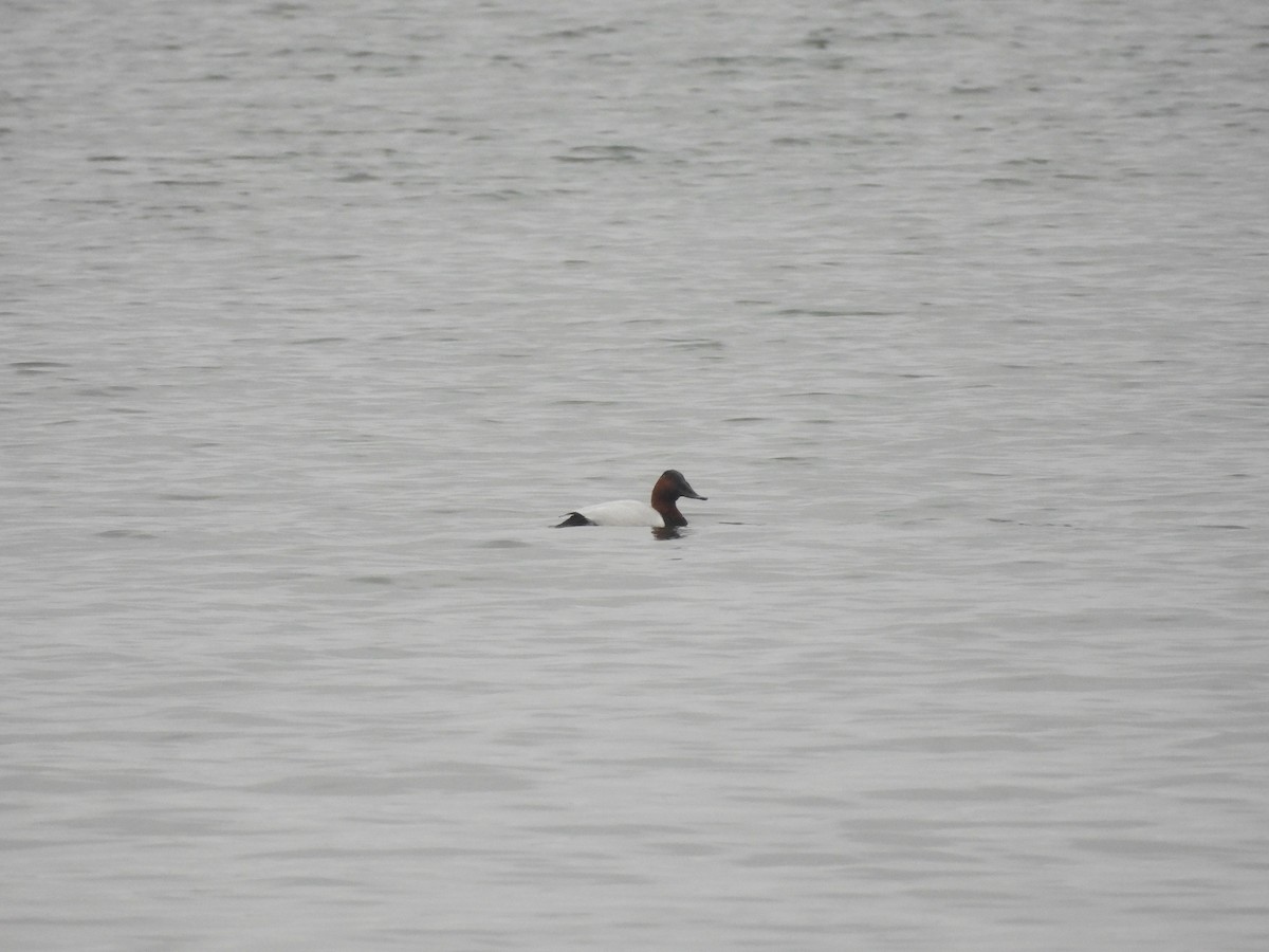 Canvasback - ML614108080