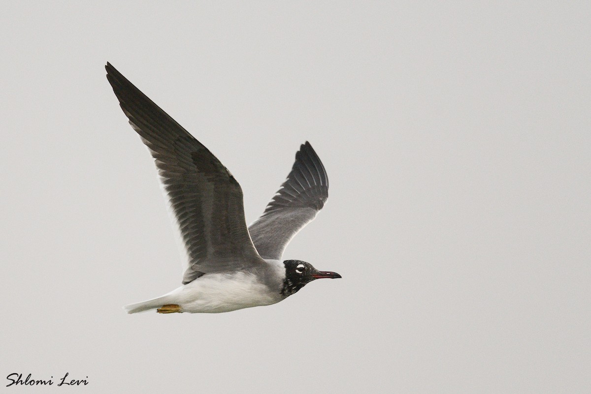 White-eyed Gull - ML614108186