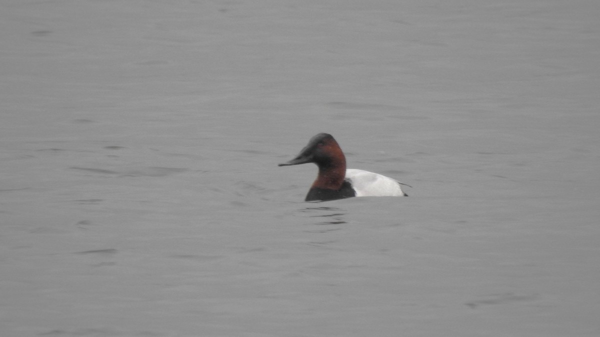 Canvasback - ML614108227