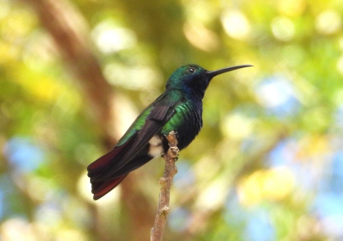 Black-throated Mango - ML614108316