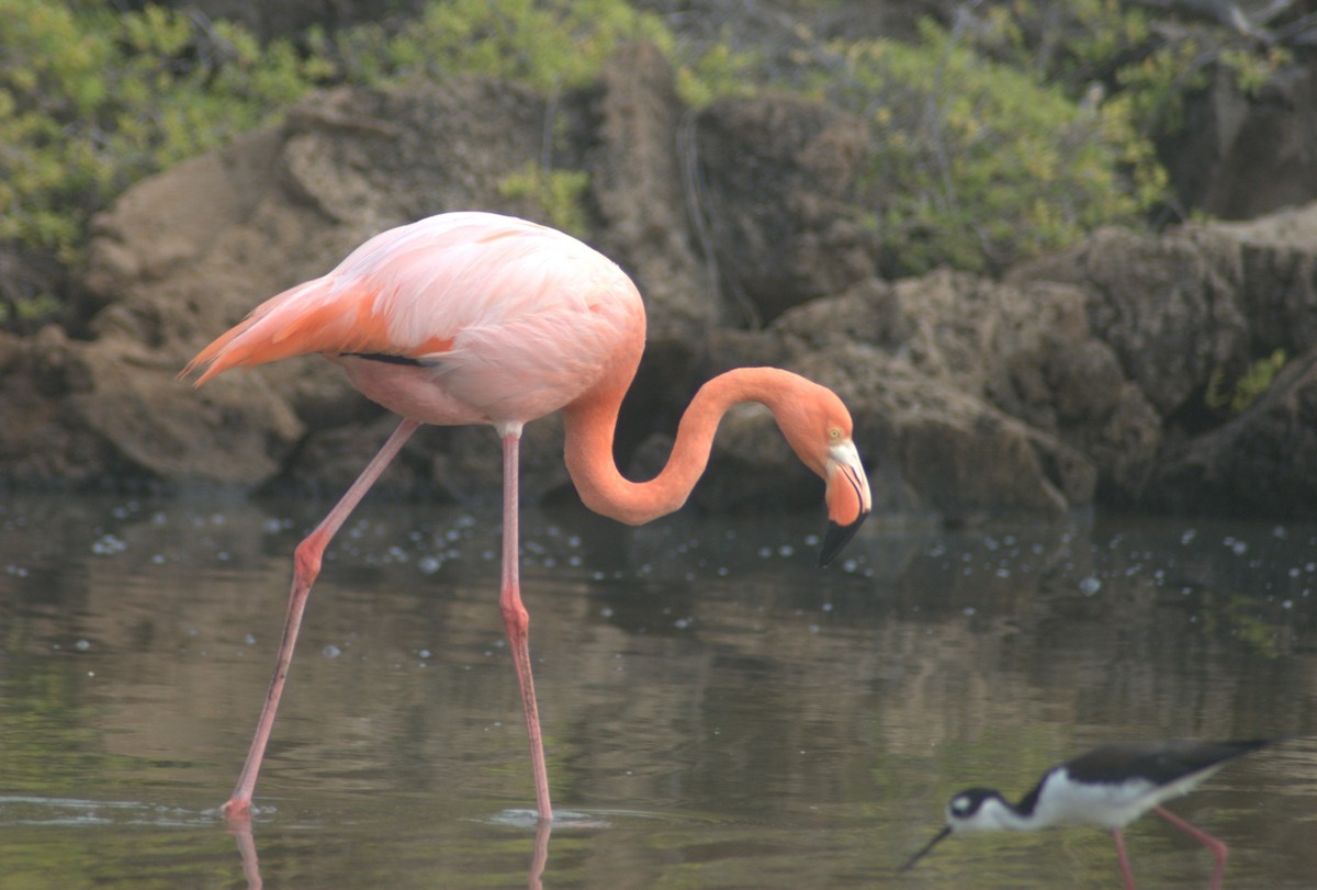 American Flamingo - ML614108329