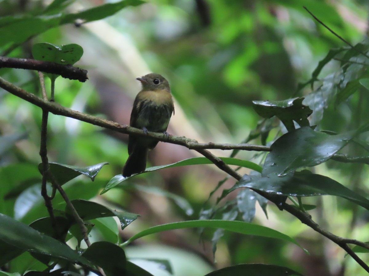 Whiskered Flycatcher - ML614108346