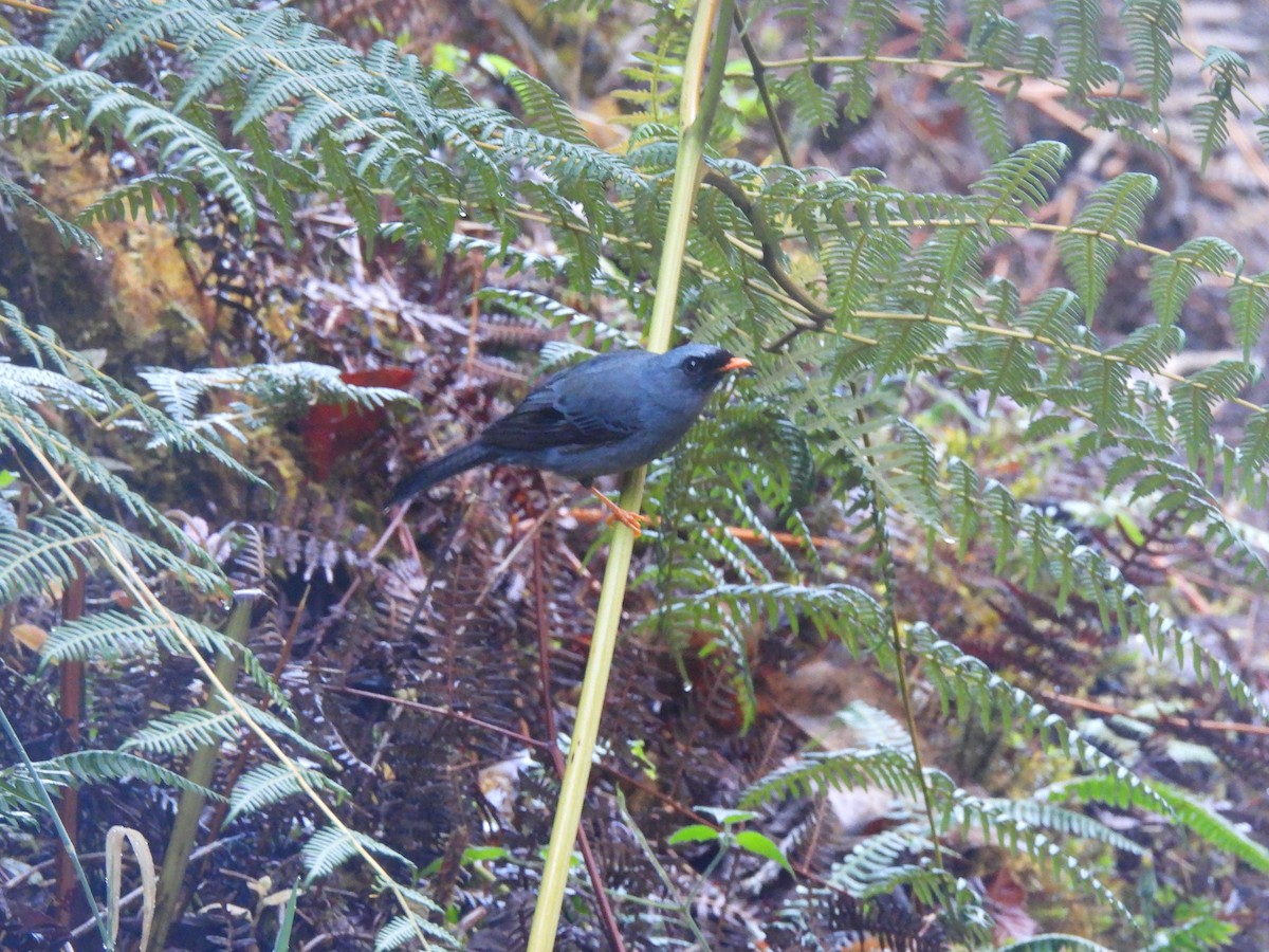 Black-faced Solitaire - ML614108370