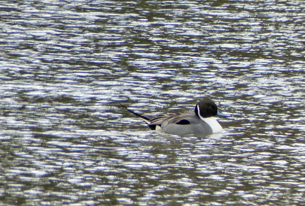 Northern Pintail - ML614108514