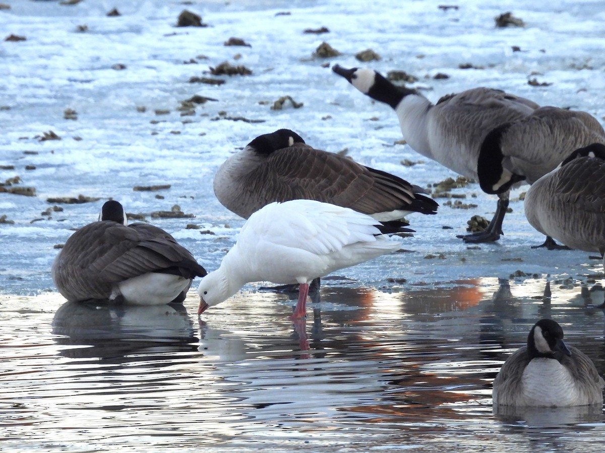 Ross's Goose - ML614108521