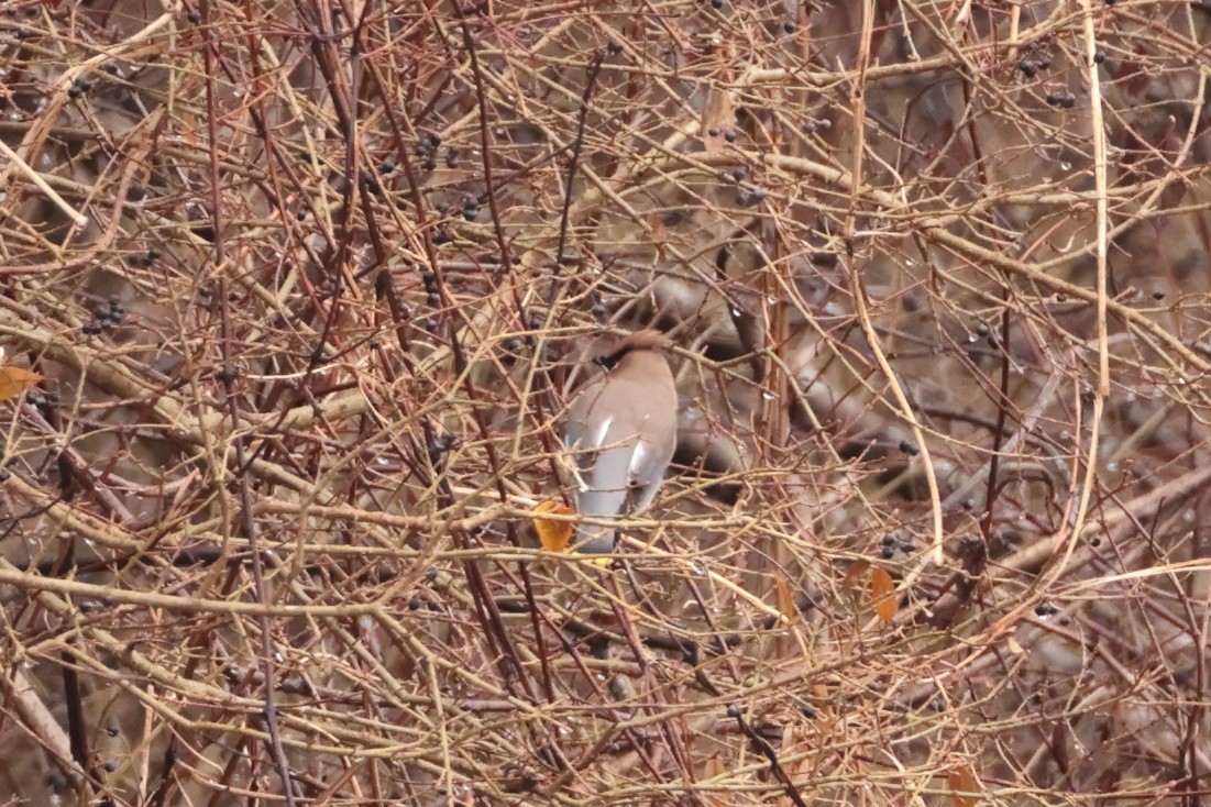 Cedar Waxwing - ML614108556