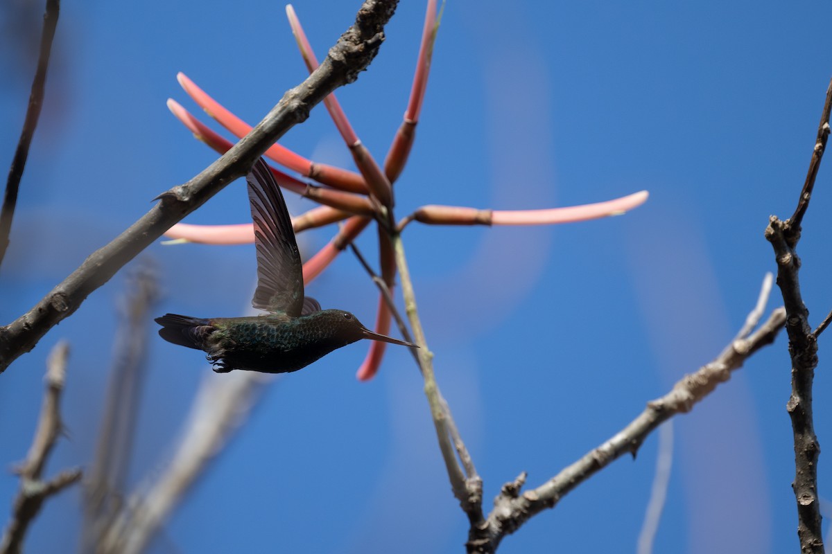 Blue-vented Hummingbird - ML614108589