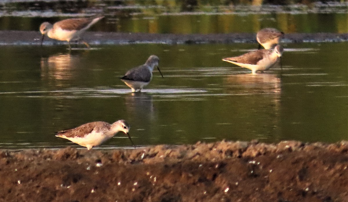 Marsh Sandpiper - ML614108763