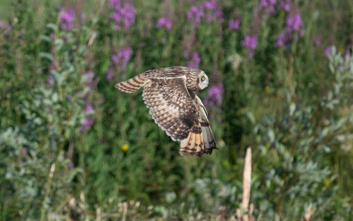 Short-eared Owl - ML614108882