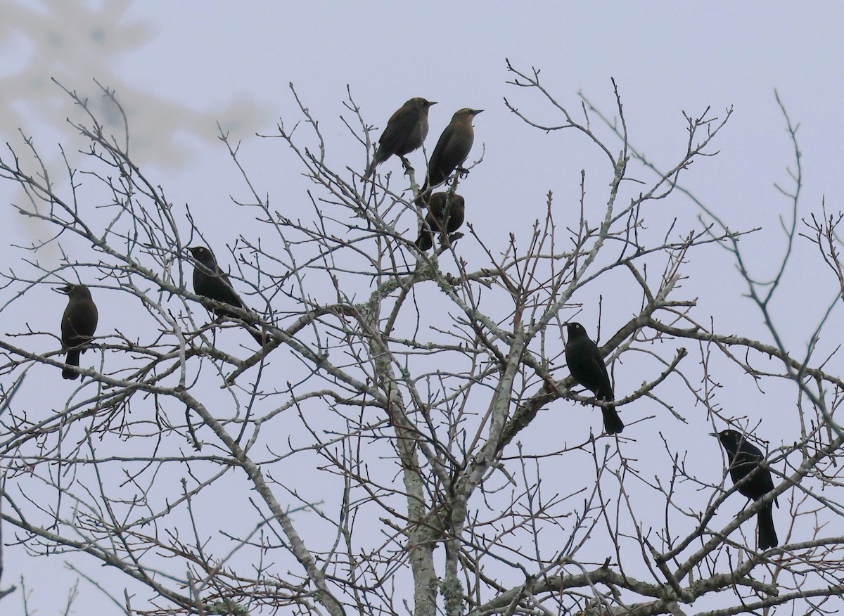 Rusty Blackbird - Rob Van Epps