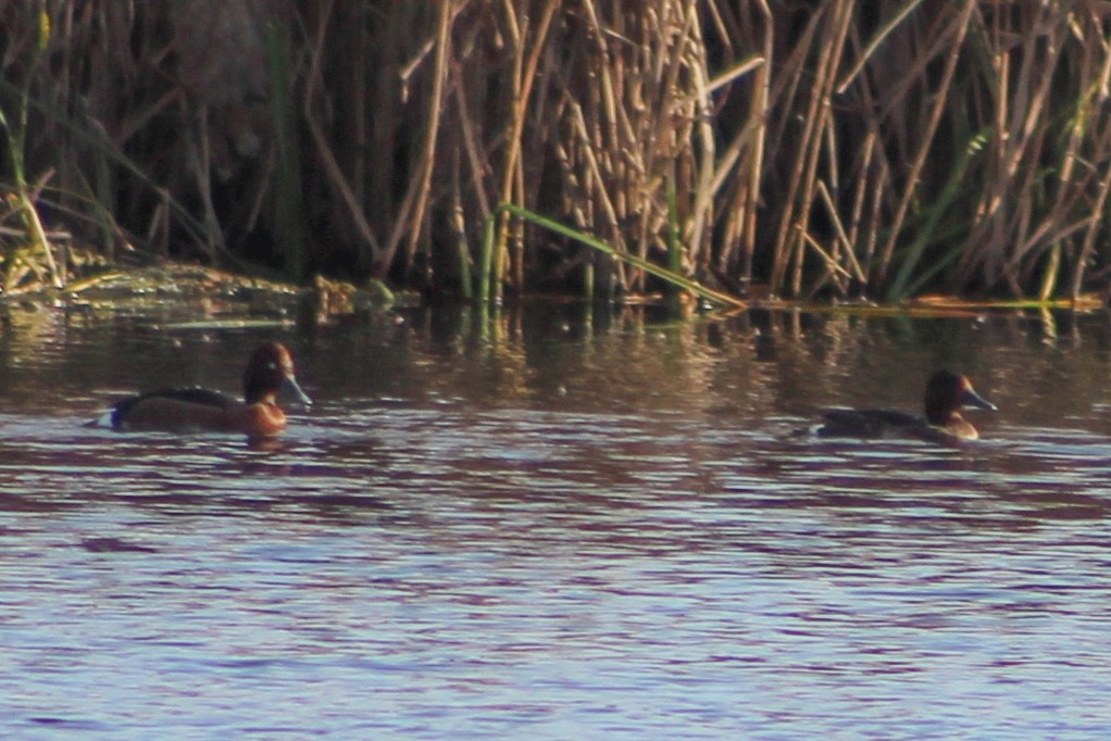 Ferruginous Duck - ML614108985