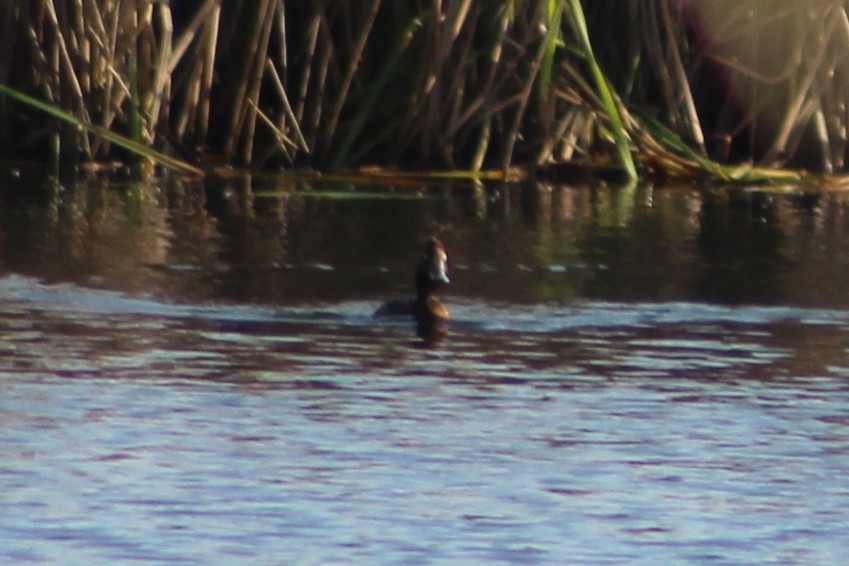 Ferruginous Duck - ML614108986