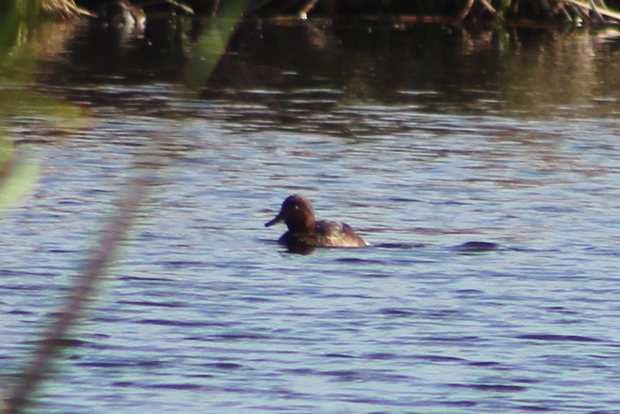 Ferruginous Duck - ML614108987