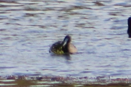 Red-knobbed Coot - ML614109055