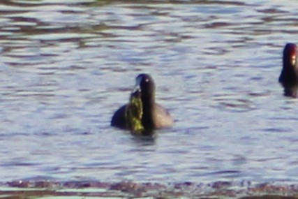Red-knobbed Coot - ML614109056