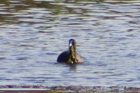 Red-knobbed Coot - ML614109057
