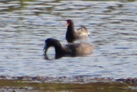 Red-knobbed Coot - ML614109070