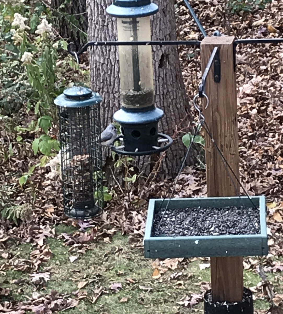 Tufted Titmouse - ML614109089