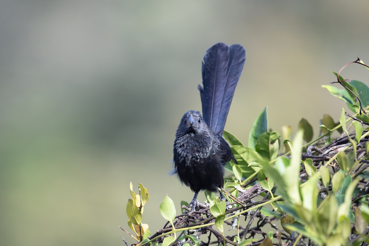 Groove-billed Ani - Charles Thomas