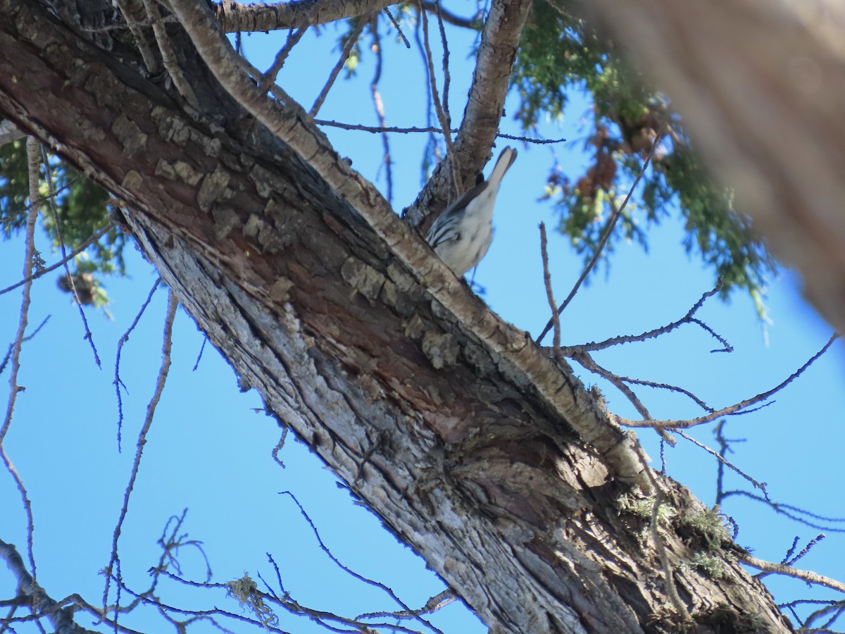 Black-throated Gray Warbler - ML614109196