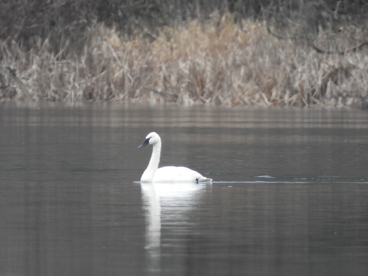 Trumpeter Swan - ML614109203