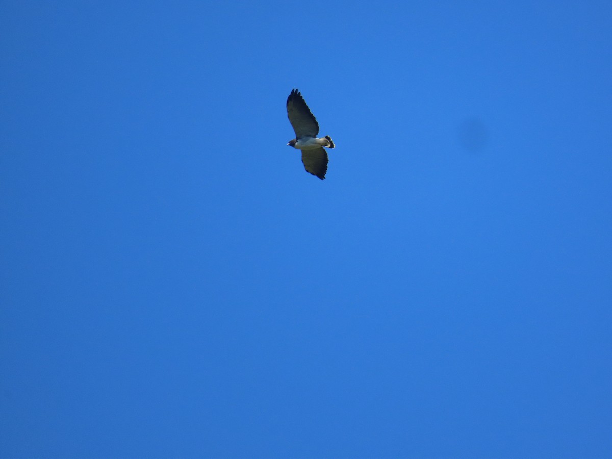 White-tailed Hawk - ML614109236