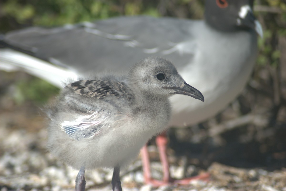 Swallow-tailed Gull - ML614109266