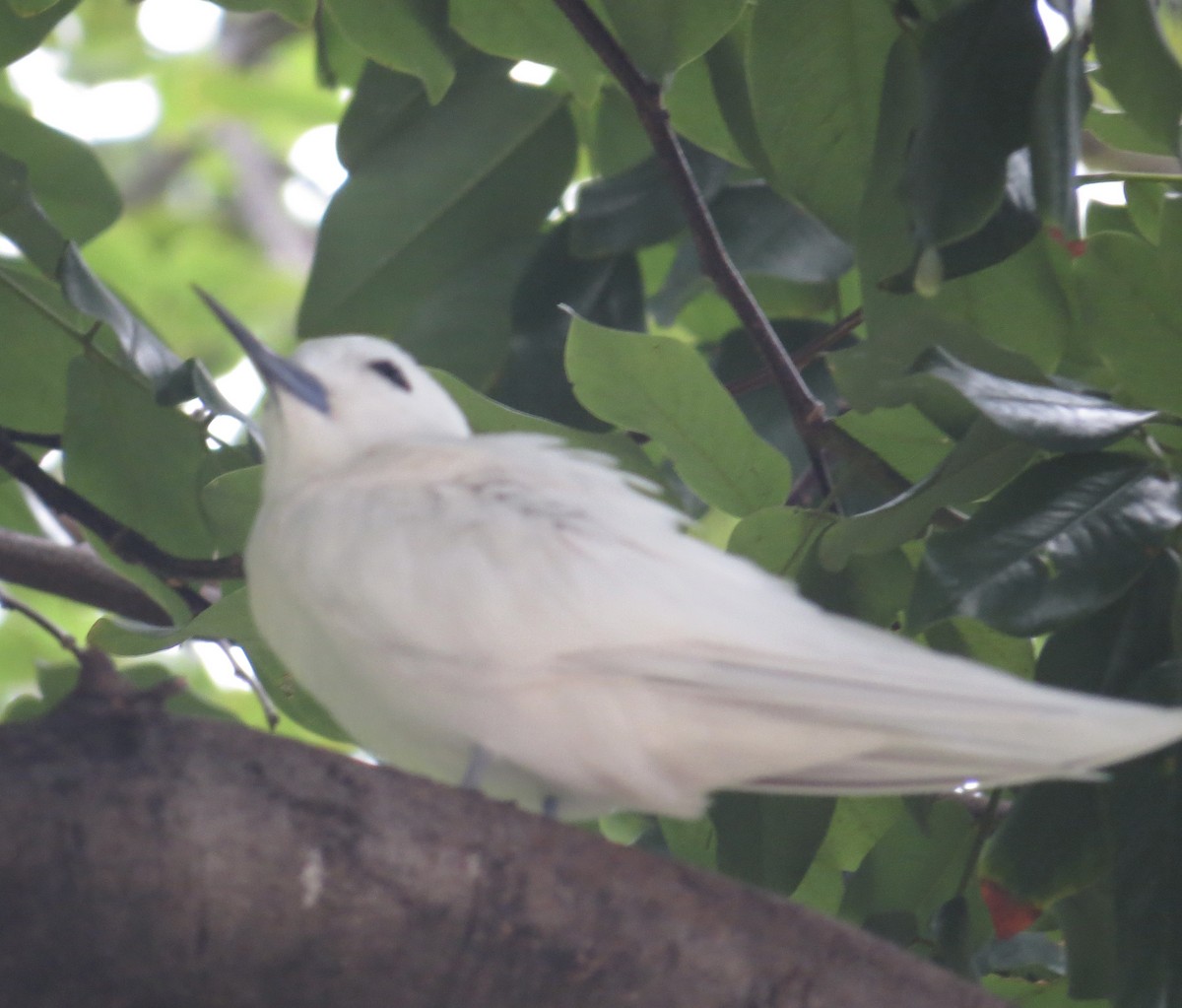 White Tern - ML614109302