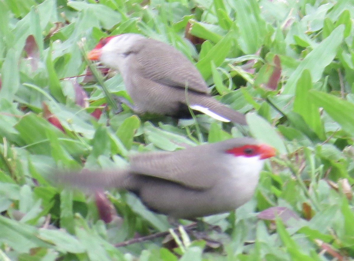 Common Waxbill - ML614109356