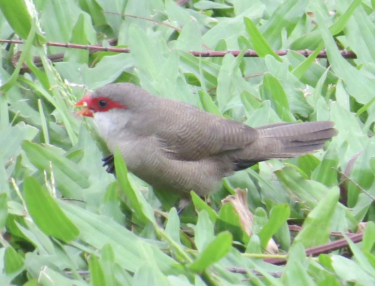 Common Waxbill - ML614109357