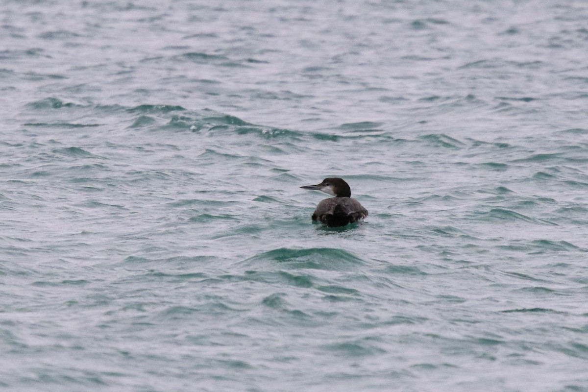 Plongeon huard - ML614109391