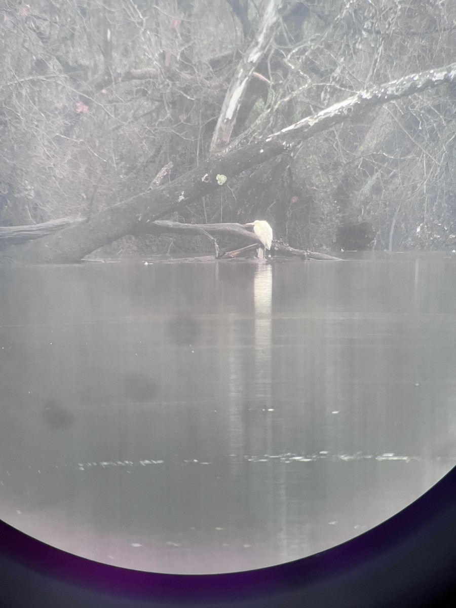 Great Blue Heron (Great White) - Ross Gallardy