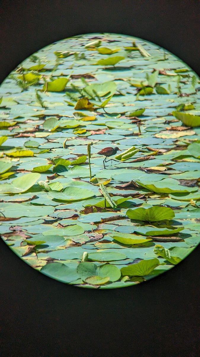 Wattled Jacana - ML614109498