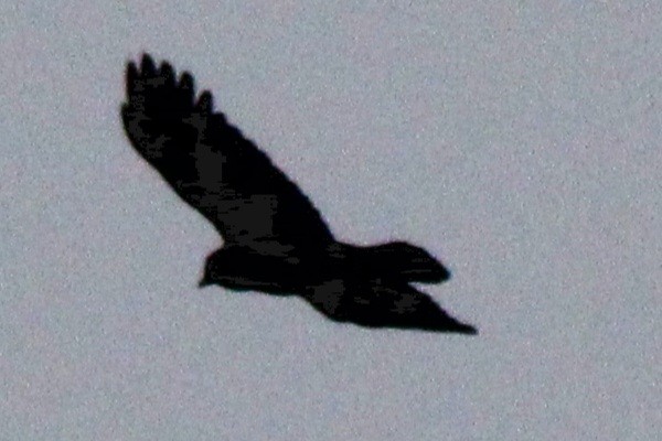 American Crow - ML614109556