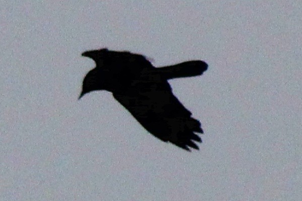 American Crow - ML614109603