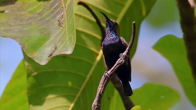 South Moluccan Sunbird - ML614109667