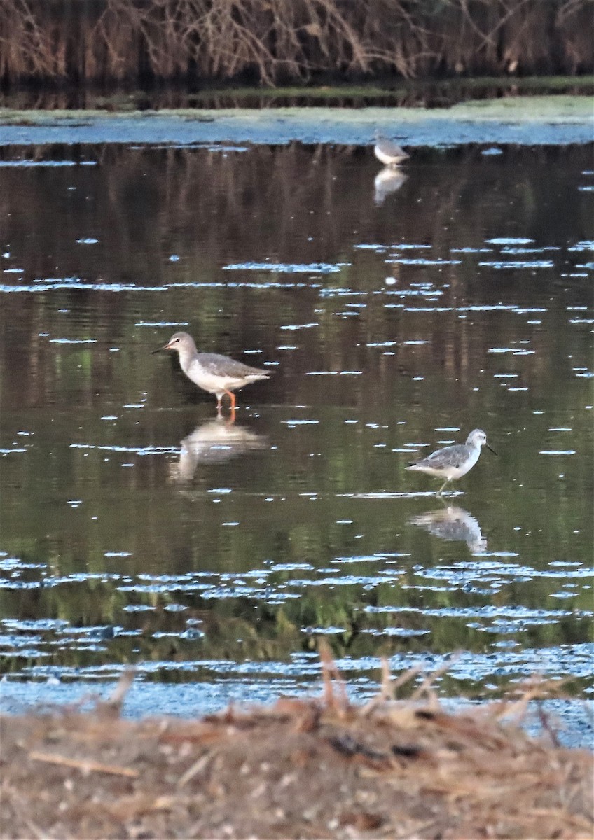 Common Redshank - ML614109735