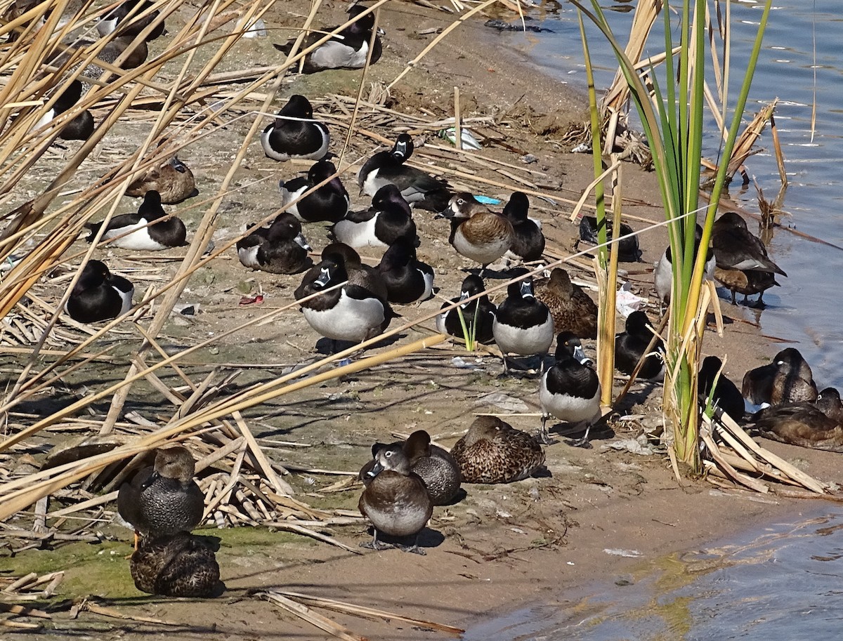 Ring-necked Duck - Richard and Janice Drummond