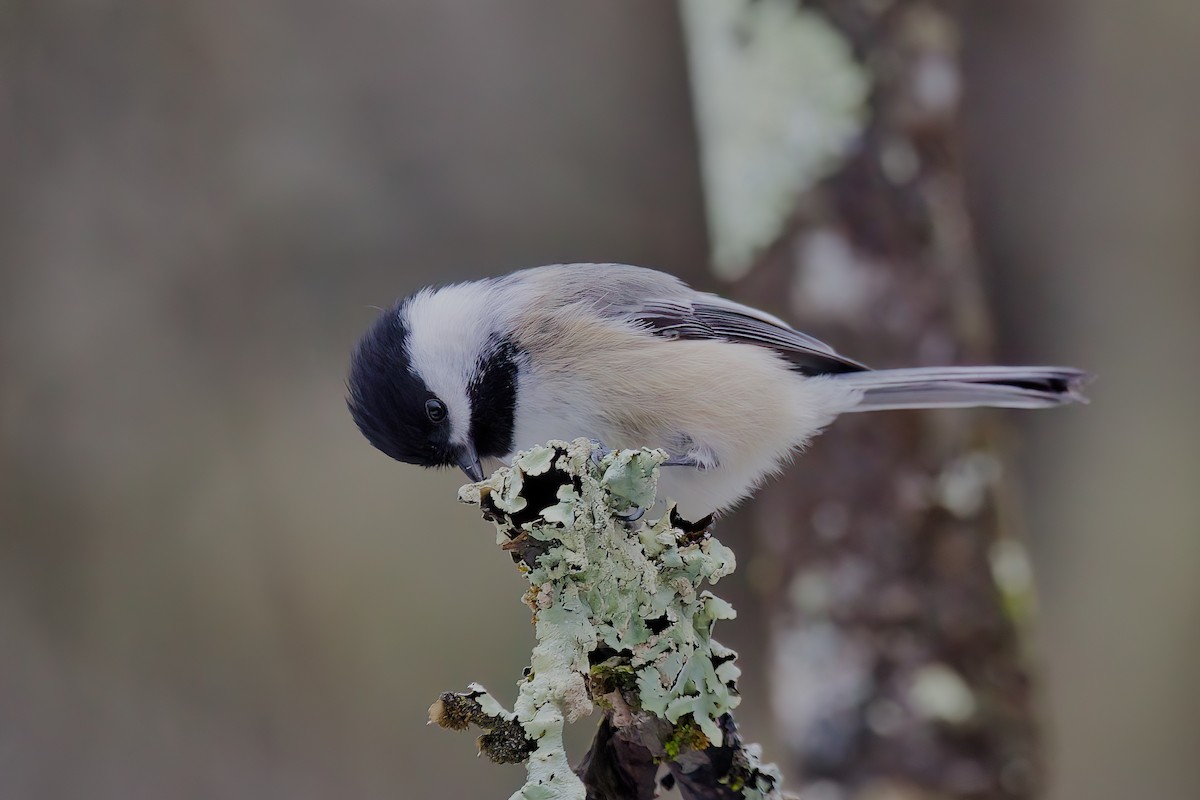 Black-capped Chickadee - David Guertin