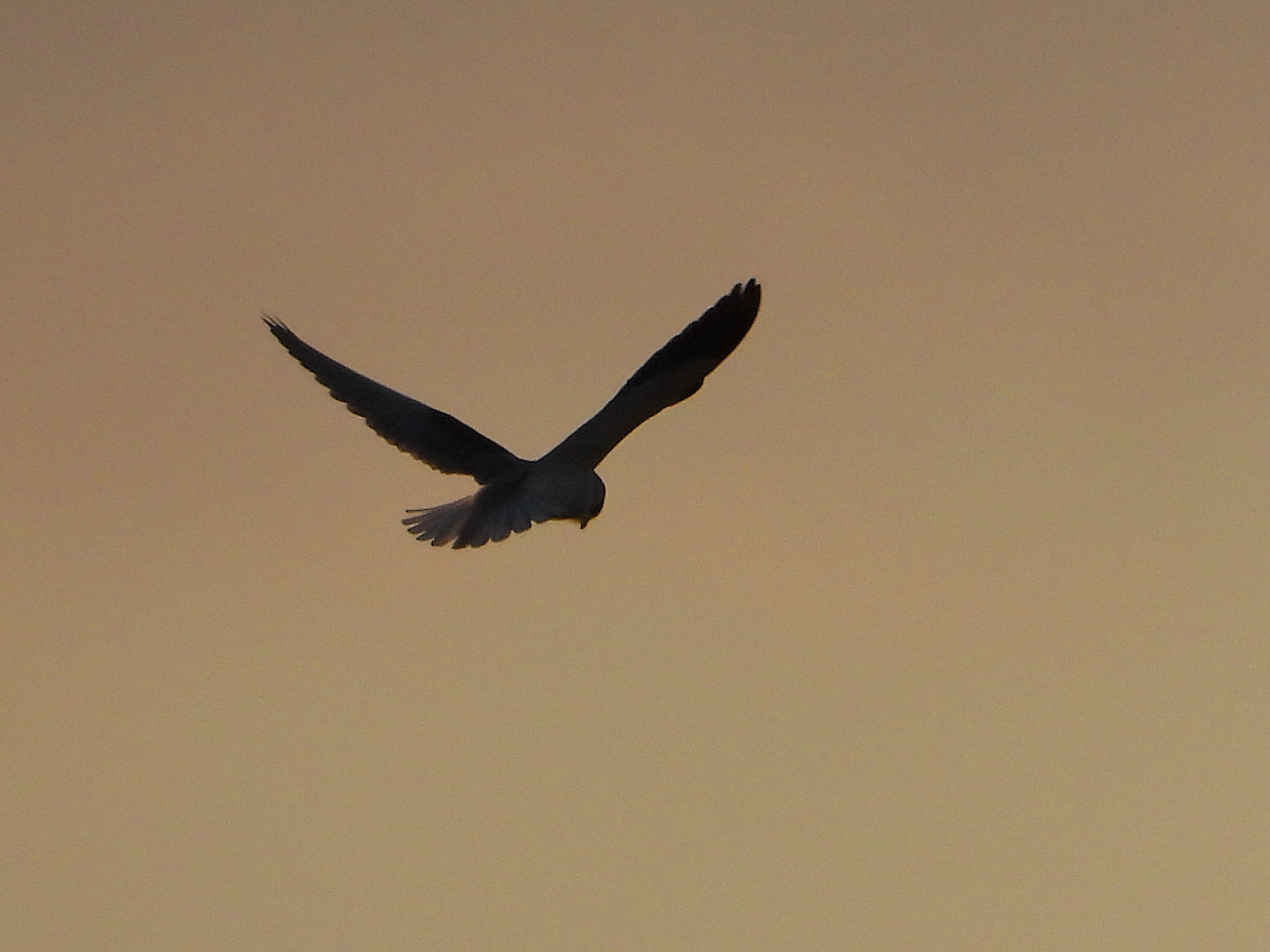 Black-winged Kite - ML614109842