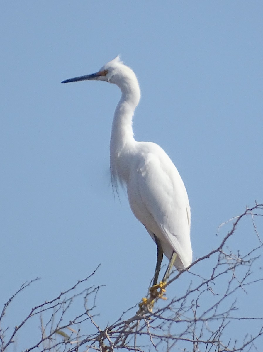 Snowy Egret - Richard and Janice Drummond